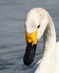 Bewick's Swan