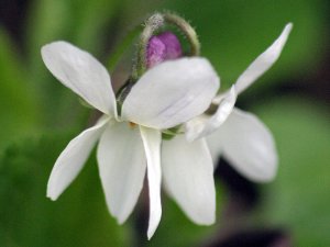 White Dog Violet