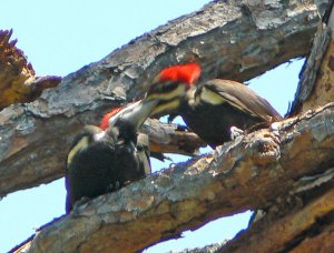 pileated woodpecker feeding young