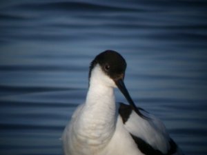 Pied Avocet