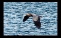 Great Blue Heron Flying