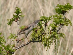 Greater Whitethroat