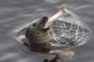 Seal wih Salmon
