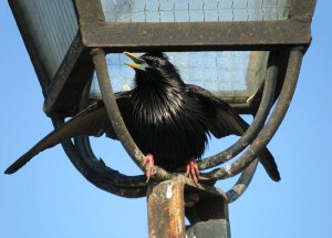 Spotless Starling