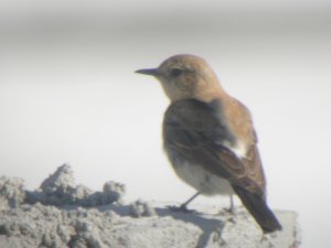 Black-eared wheatear female