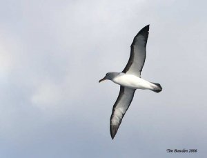 Buller's Albatross