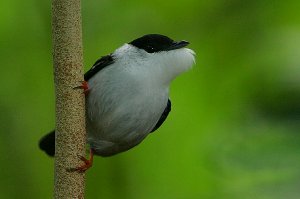 White-bearded Manakin