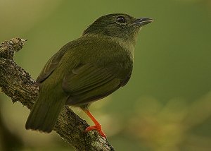 White-bearded Manakin female