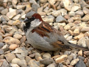 Sparrow on pebbles