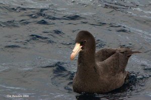 Northern Giant-Petrel