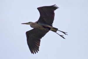 Great Blue Heron in Flight