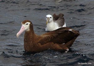 Juvenile Wandering Albatross