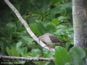 White-tipped Dove