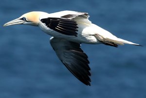 Gannet