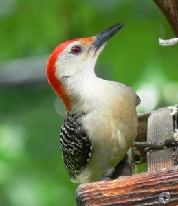 red -bellied woodpecker on feeder