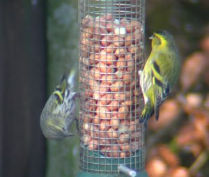 Siskins