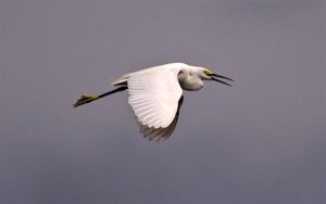 Flying Snowy Egret