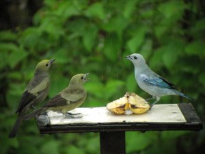 "You are outnumbered. Surrender the banana!"