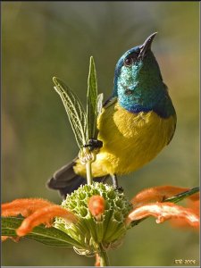 Collared Sunbird