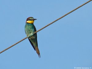 Bee-eater