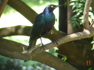 Ruppell's Long-tailed Starling.