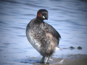 Little Grebe