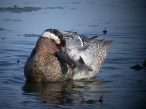 Garganey