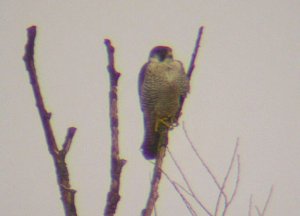 Peregrine Falcon