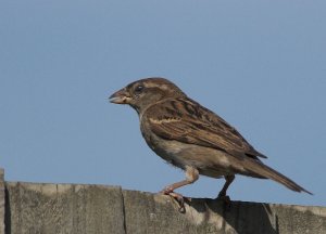 House Sparrow