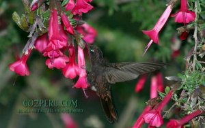 Black Metaltail Hummingbird
