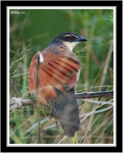 Burchell's Coucal