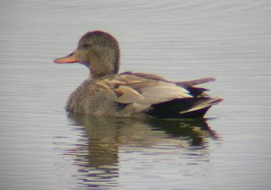 Male Gadwall