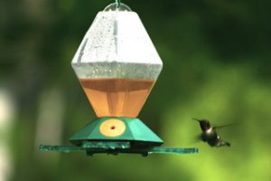 Ruby-throated Hummingbird