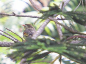 Red-Billed Leiothrix