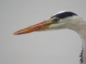 Extreme close-up