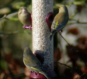 Greenfinch stand-off