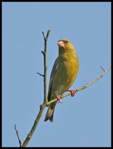 Greenfinch