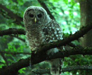 Barred Owl chick eating Salamander