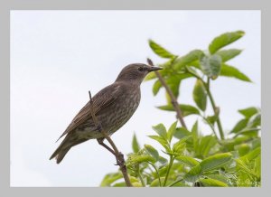 Starling-on-a-stick