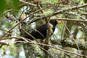 Eurasian Blackbird