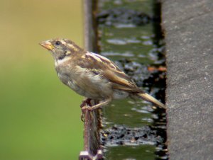 Gutter Sparrows 1