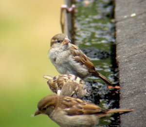 Gutter Sparrows 2