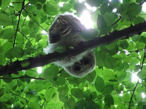 Curious Barred Owl Chick