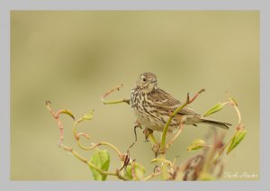 Meadow pipit