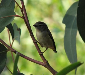 Spotted Pardalote-female