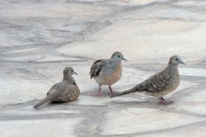 Zebra Dove