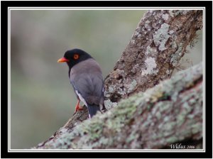 Red-billed Helmetshrike