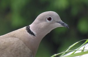 Collared Dove - Portrait