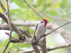 Red-Crested Cardinal