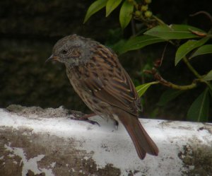 Dunnock